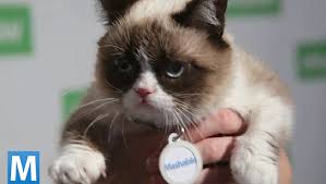 Photo of Grumpy Cat courtesy of Mashable