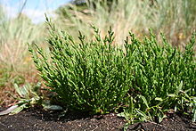 Salicornia, photo courtesy of Wikipedia.
