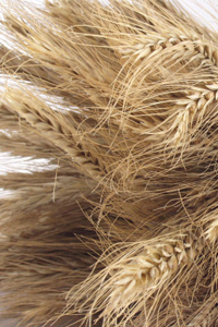 Wheat straw, which is treated, combined with recycled fibers and turned into boxes for Dell, courtesy photo.